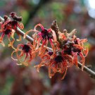 Hamamelis X Intermedia Old Copper Witch Hazel Live Plant 12 Inch Tall Ships Bare Root