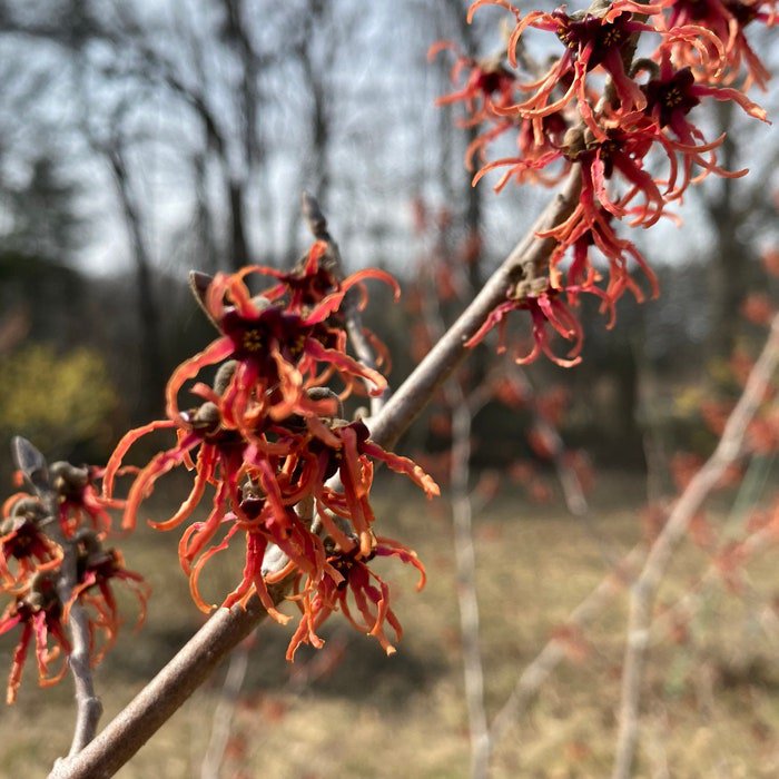 Hamamelis X Intermedia Agnes Witch Hazel Live Plant 12 Inch Tall Ships Bare Root