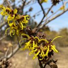 Hamamelis X Intermedia Zitronenjette Witch Hazel Live Plant 12 Inch Tall Ships Bare Root