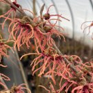 Hamamelis X Intermedia Spanish Spider Witch Hazel Live Plant 12 Inch Tall Ships Bare Root