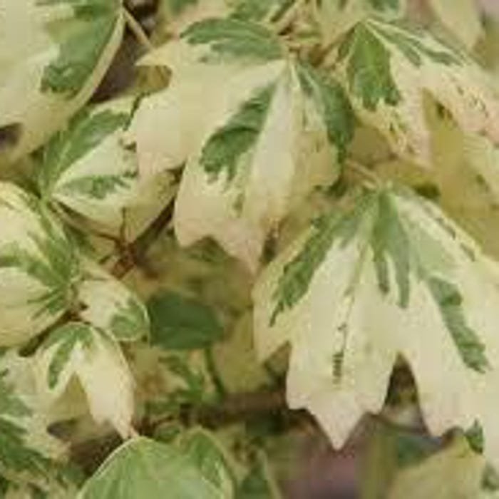 Acer Campestre Carnival Variegated Hedge Maple 18 Inch Tall Ships Bare-Root
