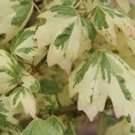 Acer Campestre Carnival Variegated Hedge Maple 18 Inch Tall Ships Bare-Root