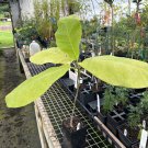 Magnolia Macrophylla Bigleaf Magnolia 10 Inch Tall Ships Bare Root