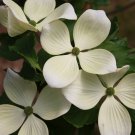 Cornus Kousa Venus Chinese Dogwood 24 Inch Tall Ships Bare Root