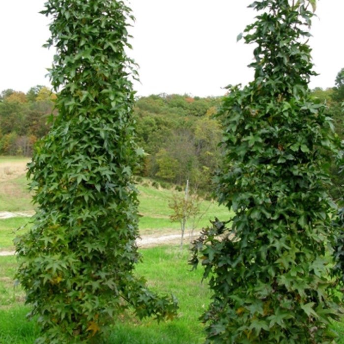 Liquidambar Styraciflua Slender Silhouette Sweet Gum Tree Live Plant 18 Inch Tall Ships Bare Root
