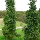 Liquidambar Styraciflua Slender Silhouette Sweet Gum Tree Live Plant 18 Inch Tall Ships Bare Root