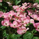 Cornus Kousa Satomi Pink Flowering Dogwood 24 Inch Tall Ships Bare Root