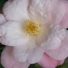Camellia Japonica Berenice Boddy Japanese Camellia 1 Gallon Pot Live Plant