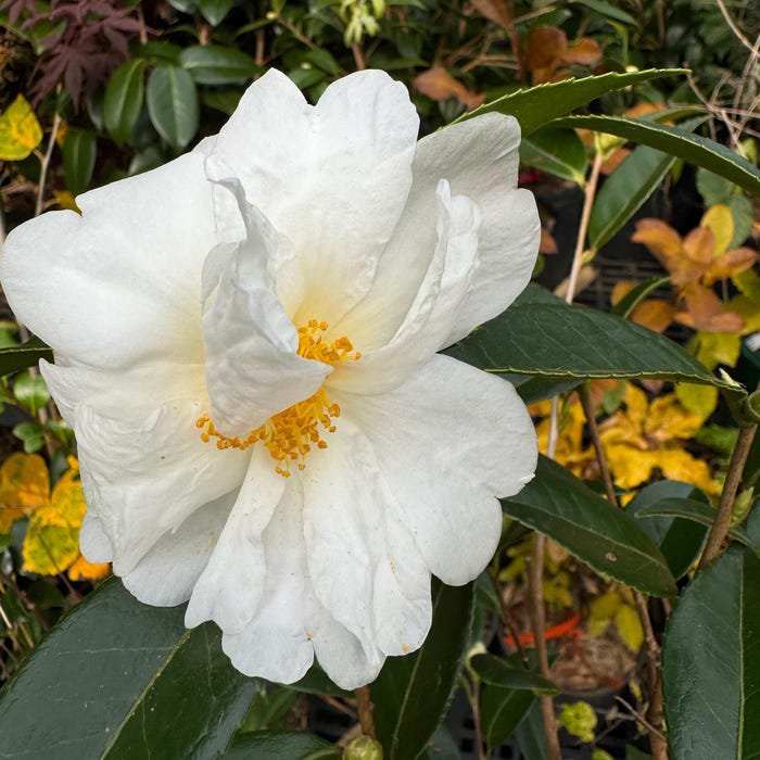 Camellia Sasanqua Elaine Lee Zone 6 Cold Hardy Fall Blooming Camellia 1 Gallon Pot Live Plant