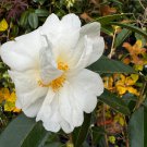 Camellia Sasanqua Elaine Lee Zone 6 Cold Hardy Fall Blooming Camellia 1 Gallon Pot Live Plant