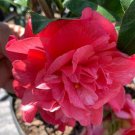 Camellia Japonica Kumasaka Japanese Camellia 1 Gallon Pot Live Plant