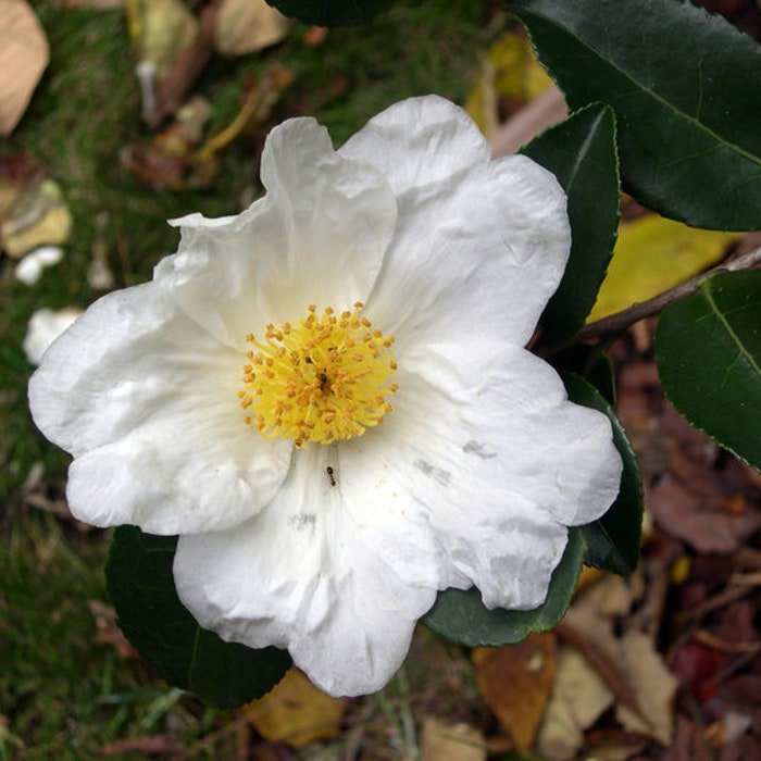 Camellia Sasanqua Northern Exposure Zone 6 Cold Hardy Fall Blooming Camellia 1 Gallon Pot Live Plant