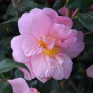 Camellia Sasanqua Autumn Pink Icicle Fall Blooming Camellia 1 Gallon Pot Live Plant