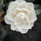 Camellia Sasanqua Chisato No Aki Fall Blooming Camellia 1 Gallon Pot Live Plant