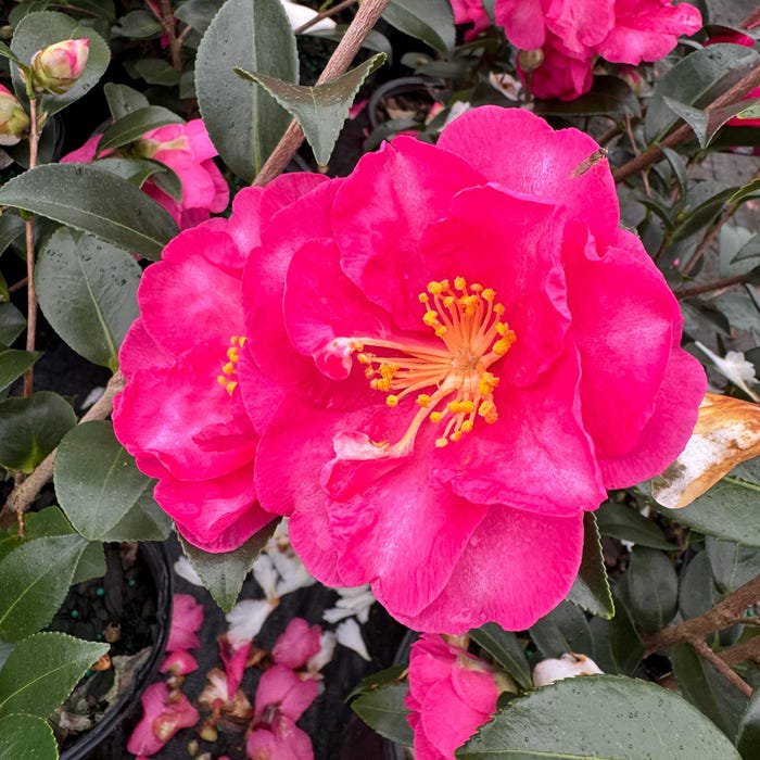 Camellia Sasanqua Hiryu Fall Blooming Camellia 1 Gallon Pot Live Plant