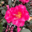 Camellia Sasanqua Hiryu Fall Blooming Camellia 1 Gallon Pot Live Plant