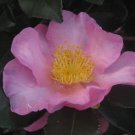Camellia Sasanqua Long Island Pink Zone 6 Cold Hardy Fall Blooming Camellia 1 Gallon Pot Live Plant