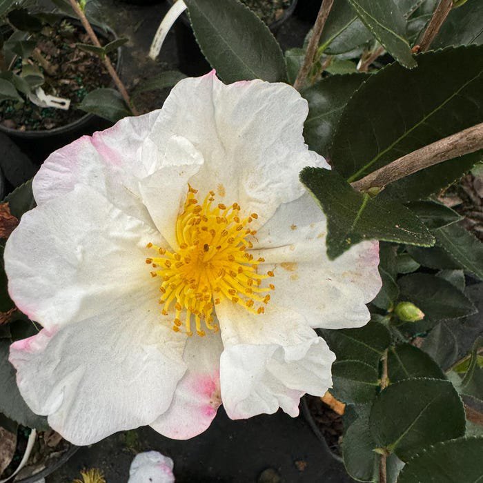 Camellia Sasanqua Northern Lights Fall Blooming Camellia 1 Gallon Pot Live Plant