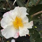 Camellia Sasanqua Northern Lights Fall Blooming Camellia 1 Gallon Pot Live Plant