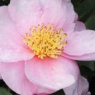 Camellia Sasanqua Pink Goddess Fall Blooming Camellia 1 Gallon Pot Live Plant