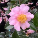 Camellia X Londontowne Blush Zone 6 Cold Hardy Camellia 1 Gallon Pot Live Plant