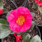 Camellia Sasanqua Red Bird Fall Blooming Camellia 1 Gallon Pot Live Plant