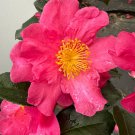 Camellia Sasanqua Sekiyo Fall Blooming Camellia 1 Gallon Pot Live Plant