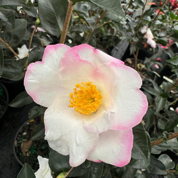 Camellia Sasanqua Yoi Machi Fall Blooming Camellia 1 Gallon Pot Live Plant