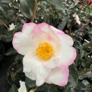 Camellia Sasanqua Yoi Machi Fall Blooming Camellia 1 Gallon Pot Live Plant