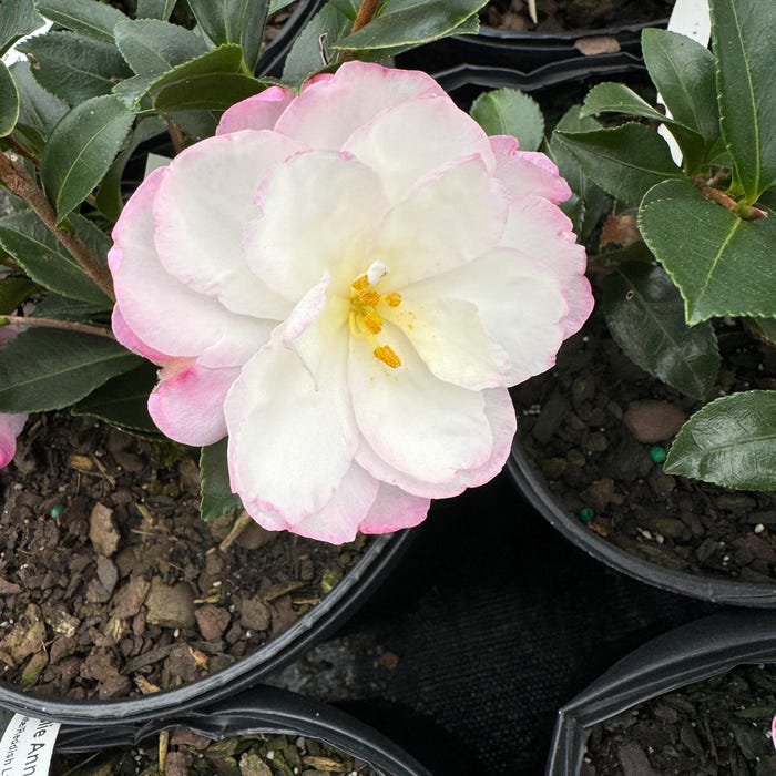 Camellia Sasanqua Leslie Ann Fall Blooming Camellia 1 Gallon Pot Live Plant