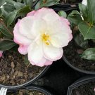 Camellia Sasanqua Leslie Ann Fall Blooming Camellia 1 Gallon Pot Live Plant