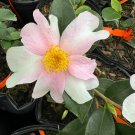 Camellia Sasanqua Yume Fall Blooming Camellia 1 Gallon Pot Live Plant