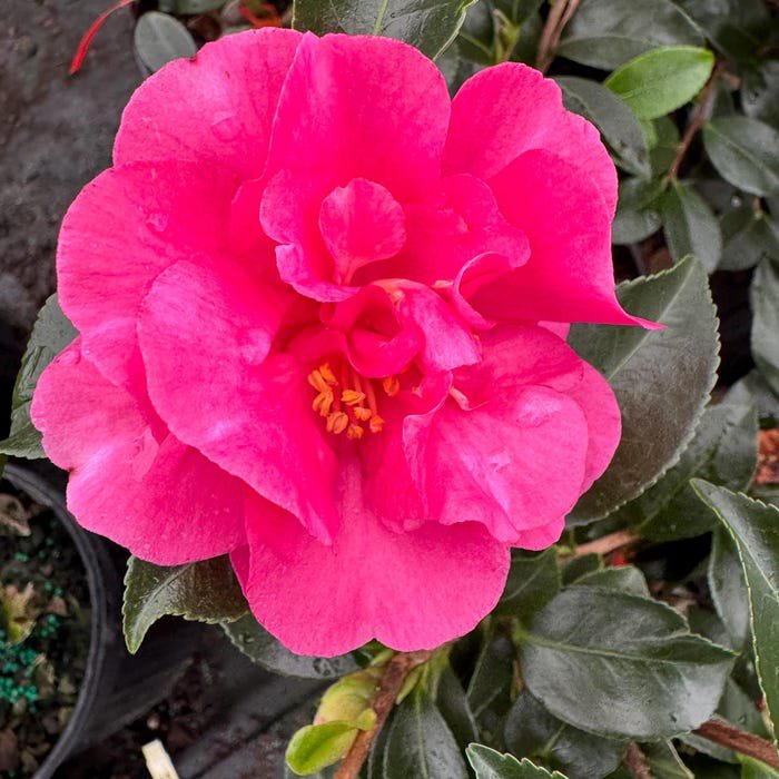 Camellia Sasanqua Almost Orange Fall Blooming Camellia 1 Gallon Pot Live Plant