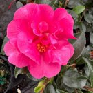 Camellia Sasanqua Almost Orange Fall Blooming Camellia 1 Gallon Pot Live Plant