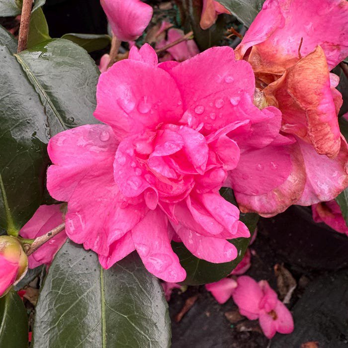 Camellia Sasanqua William Lanier Hunt Fall Blooming Camellia 1 Gallon Pot Live Plant