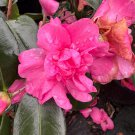 Camellia Sasanqua William Lanier Hunt Fall Blooming Camellia 1 Gallon Pot Live Plant