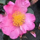 Camellia Sasanqua Pink Serenade Fall Blooming Camellia 1 Gallon Pot Live Plant