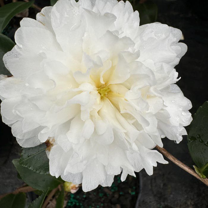 Camellia Sasanqua October Magic Ivory Fall Blooming Camellia 1 Gallon Pot Live Plant