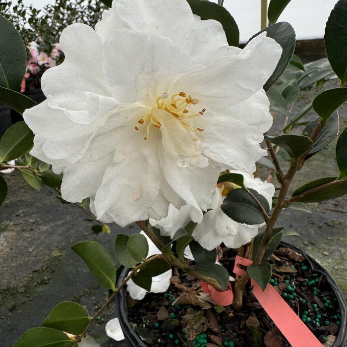 Camellia Sasanqua Cotton Candy Fall Blooming Camellia 1 Gallon Pot Live Plant