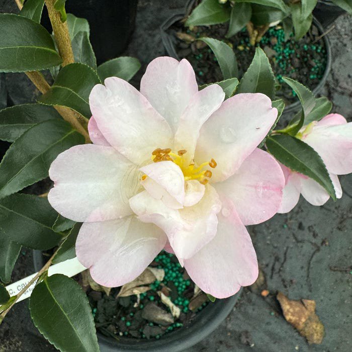Camellia Caudata Fall Blooming Camellia 1 Gallon Pot Live Plant