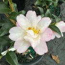 Camellia Caudata Fall Blooming Camellia 1 Gallon Pot Live Plant