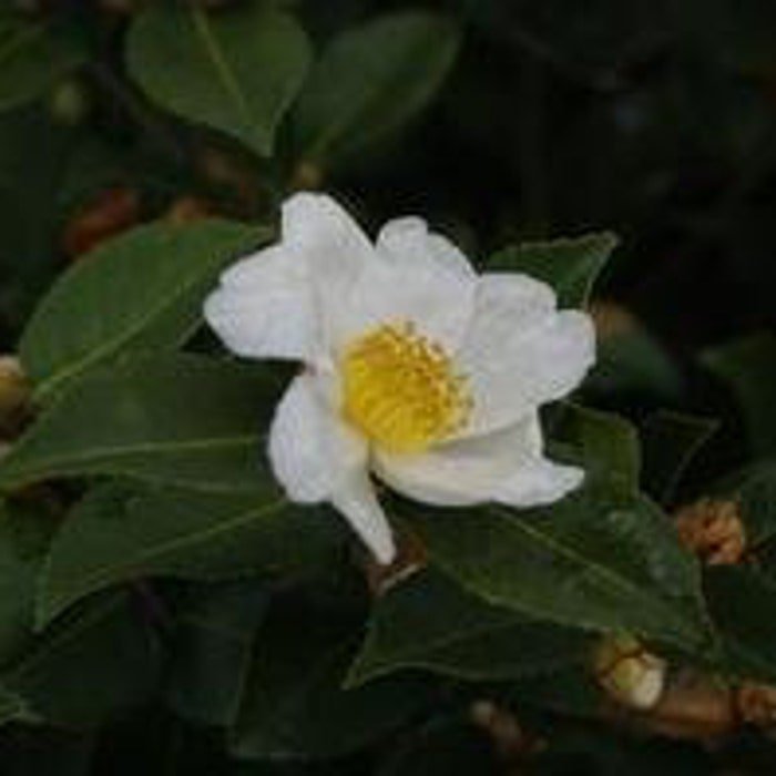 Camellia X Winters Star White Zone 6 Cold Hardy Camellia 1 Gallon Pot Live Plant