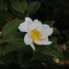 Camellia X Winters Star White Zone 6 Cold Hardy Camellia 1 Gallon Pot Live Plant