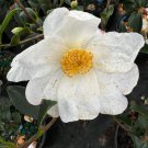 Camellia X Survivor Zone 6 Cold Hardy Camellia 1 Gallon Pot Live Plant