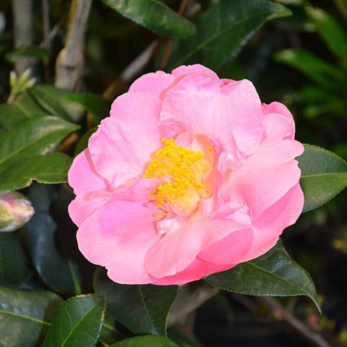 Camellia X Pink Icicle Zone 6 Cold Hardy Japanese Camellia 1 Gallon Pot Live Plant