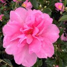 Camellia Sasanqua Showa-No-Sakae Fall Blooming Camellia 1 Gallon Pot Live Plant