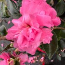 Camellia Sasanqua Sparkling Burgundy Fall Blooming Camellia 1 Gallon Pot Live Plant
