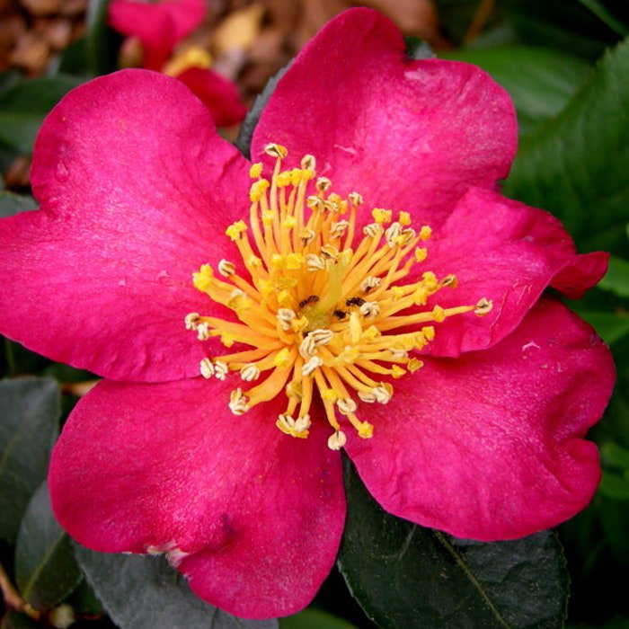 Camellia Sasanqua Nokorika Fall Blooming Camellia 1 Gallon Pot Live Plant