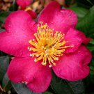 Camellia Sasanqua Nokorika Fall Blooming Camellia 1 Gallon Pot Live Plant