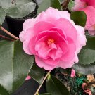 Camellia Sasanqua Dream Weaver Fall Blooming Camellia 1 Gallon Pot Live Plant